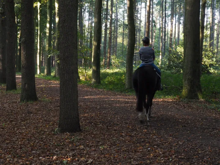 Vagevuurbos en Lippensgoed-Bulskampveld (België)